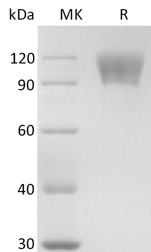 Human CD30 +SDS-PAGE-3.jpg